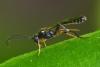 Phygadeuontinae inconnu